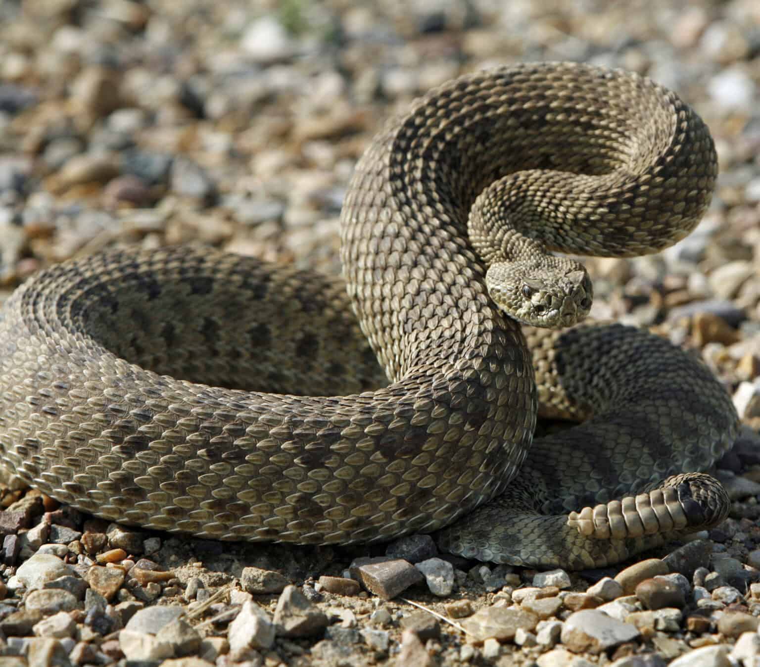 Risky Business: Rattlesnakes and Pets