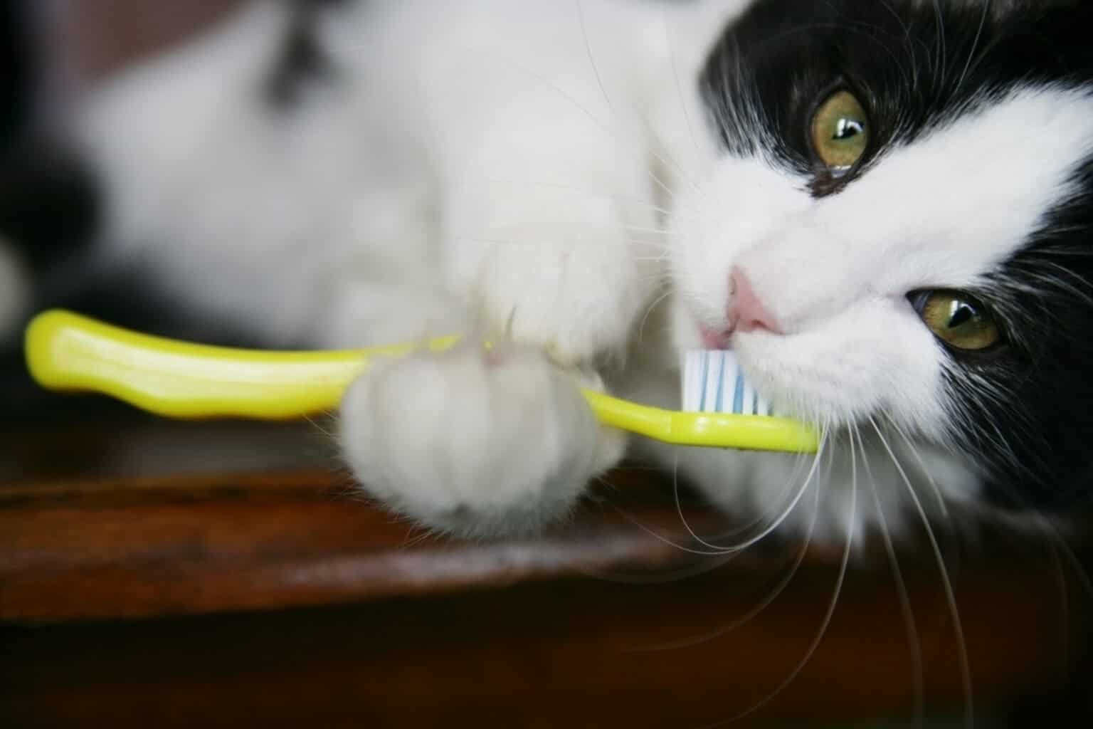 Beyond Bad Pet Breath: Why Dental Care Matters