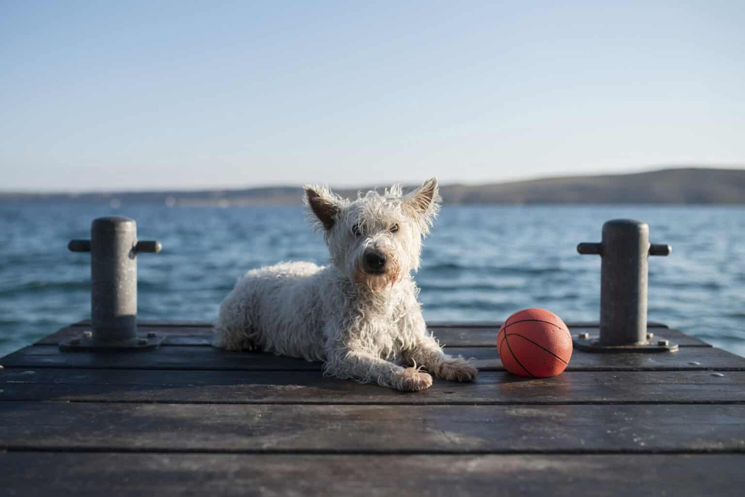 Water Dogged: Boat And Lake Safety For Pets