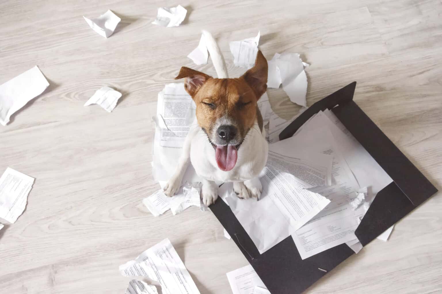 The Dog Ate My Homework! What to Know When Your Pet Ate Something Harmful