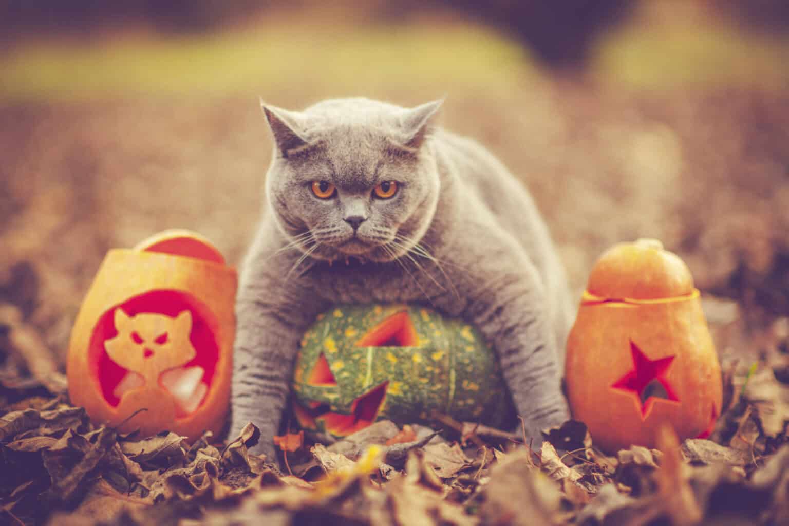 Things That Go Bump in the Night: Tips for Halloween Pet Safety