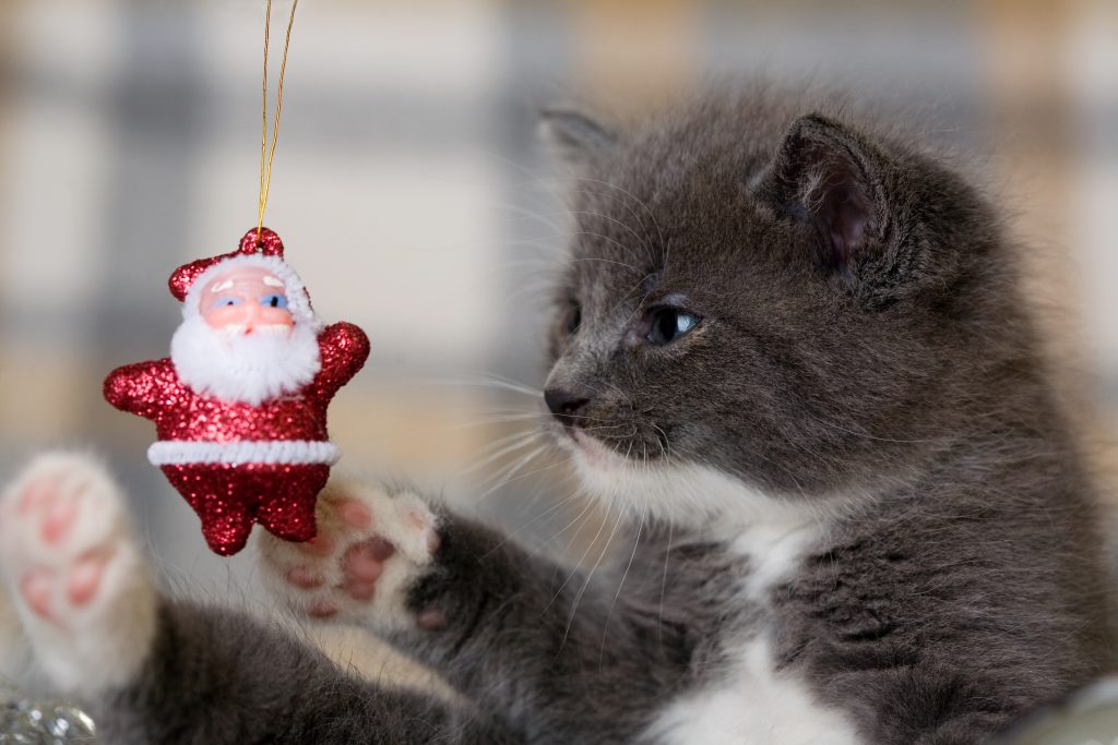 A kitten playing with a Christmas ornament