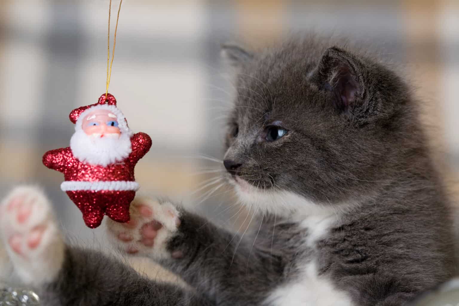 Holiday Considerations: Giving a Pet to Someone You Care About