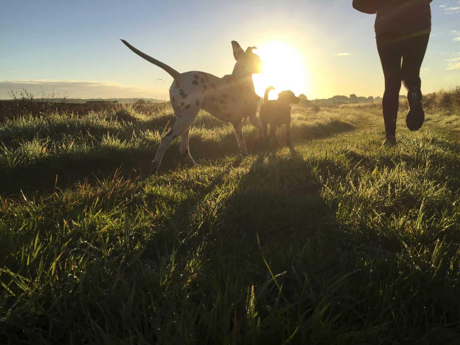 Exercise for Pets: Starting the New Year off on the Right Paw