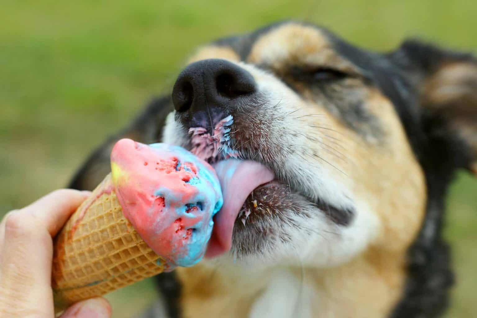 Slurp Up Summer with Our Summer Pet Treats Recipes!