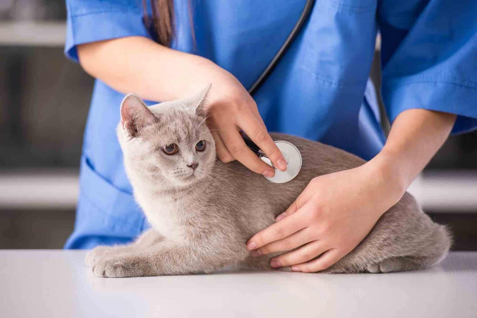 A Spotlight on Pet Pain Management