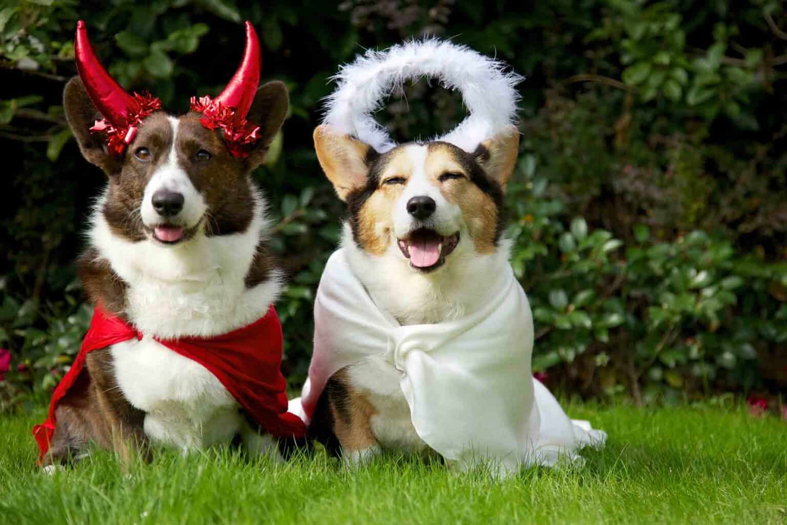 This Season s Best Costume Ideas for Pets