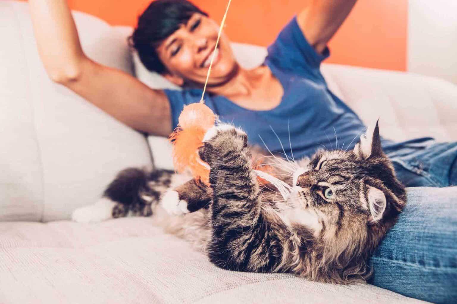 The Best of Both Worlds: How to Engage Your Indoor Cat