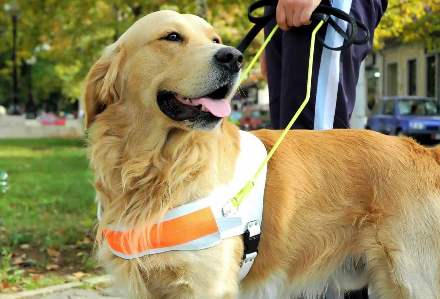 Pets with Jobs: The Amazing World of Therapy and Service Animals