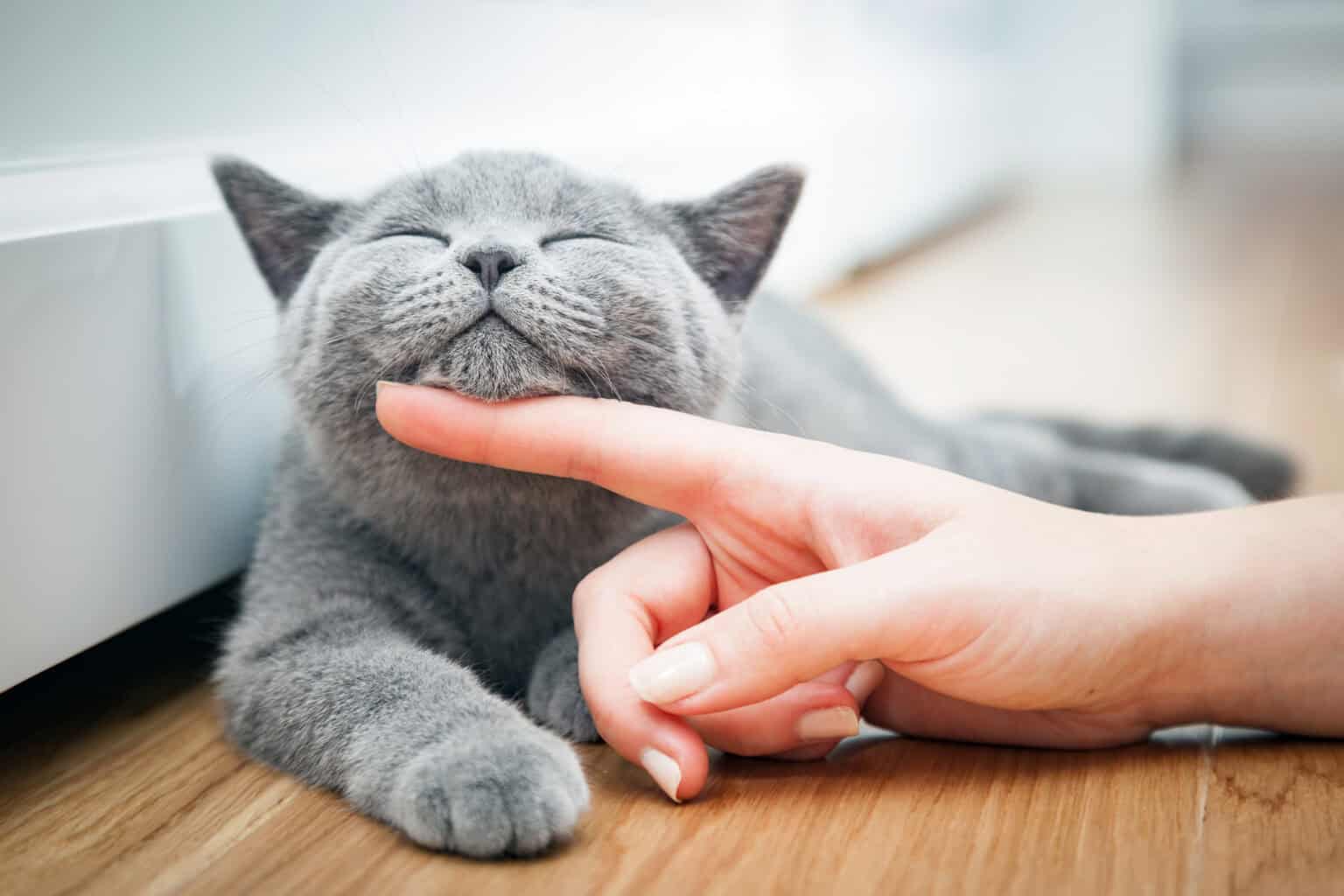 The Mind-Body Connection: Is a Healthy Cat a Happy Cat?