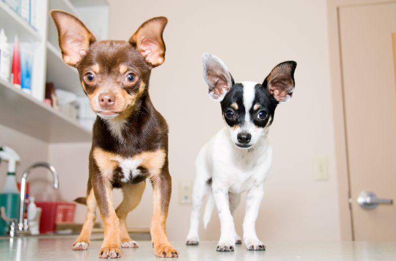 2 chihuahuas dogs needing pet emergency care. 