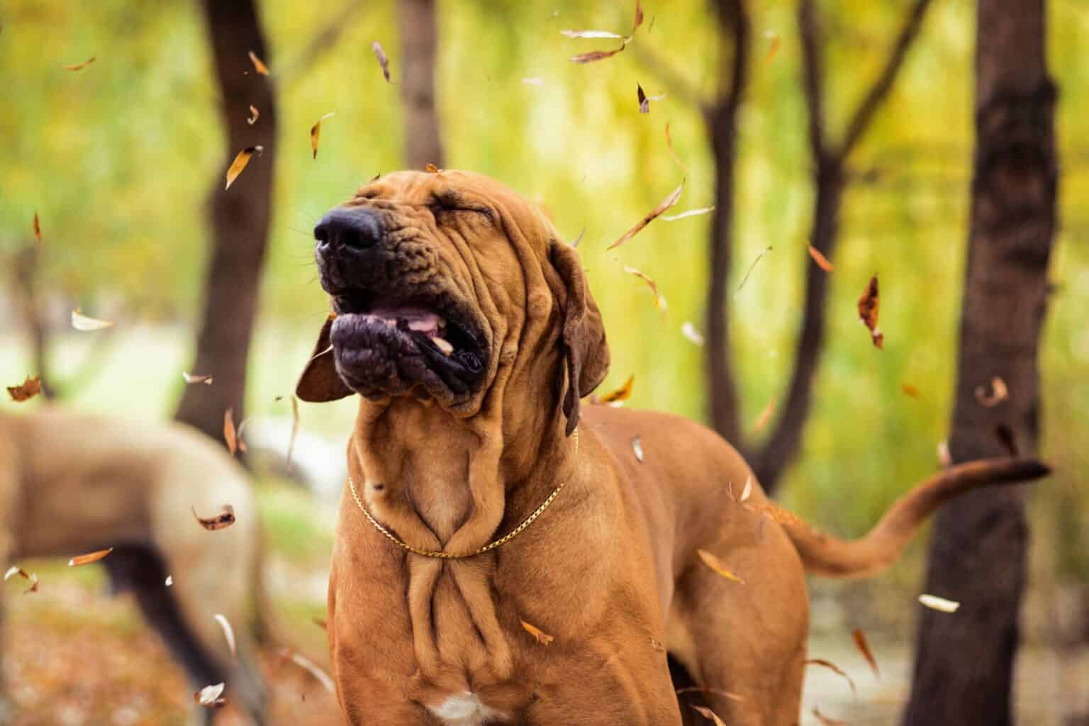 Say What? Deciphering the Reverse Sneeze in Dogs