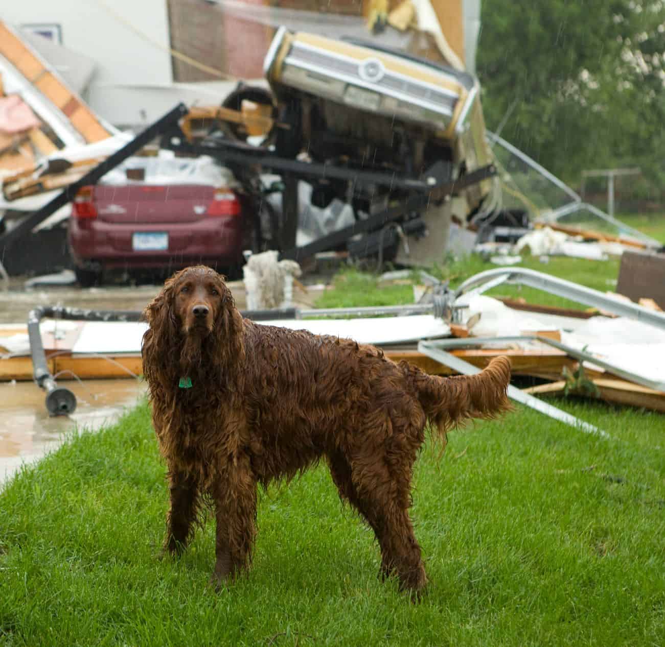 Pet Disaster Preparedness Makes All the Difference When You Need It the Most