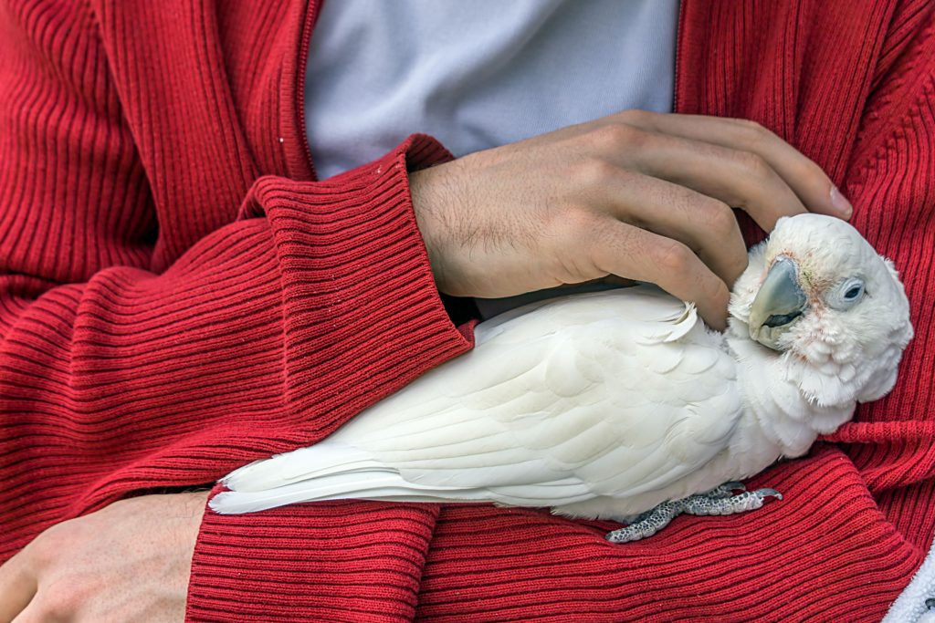 A human in a red sweater with a white pet bird.