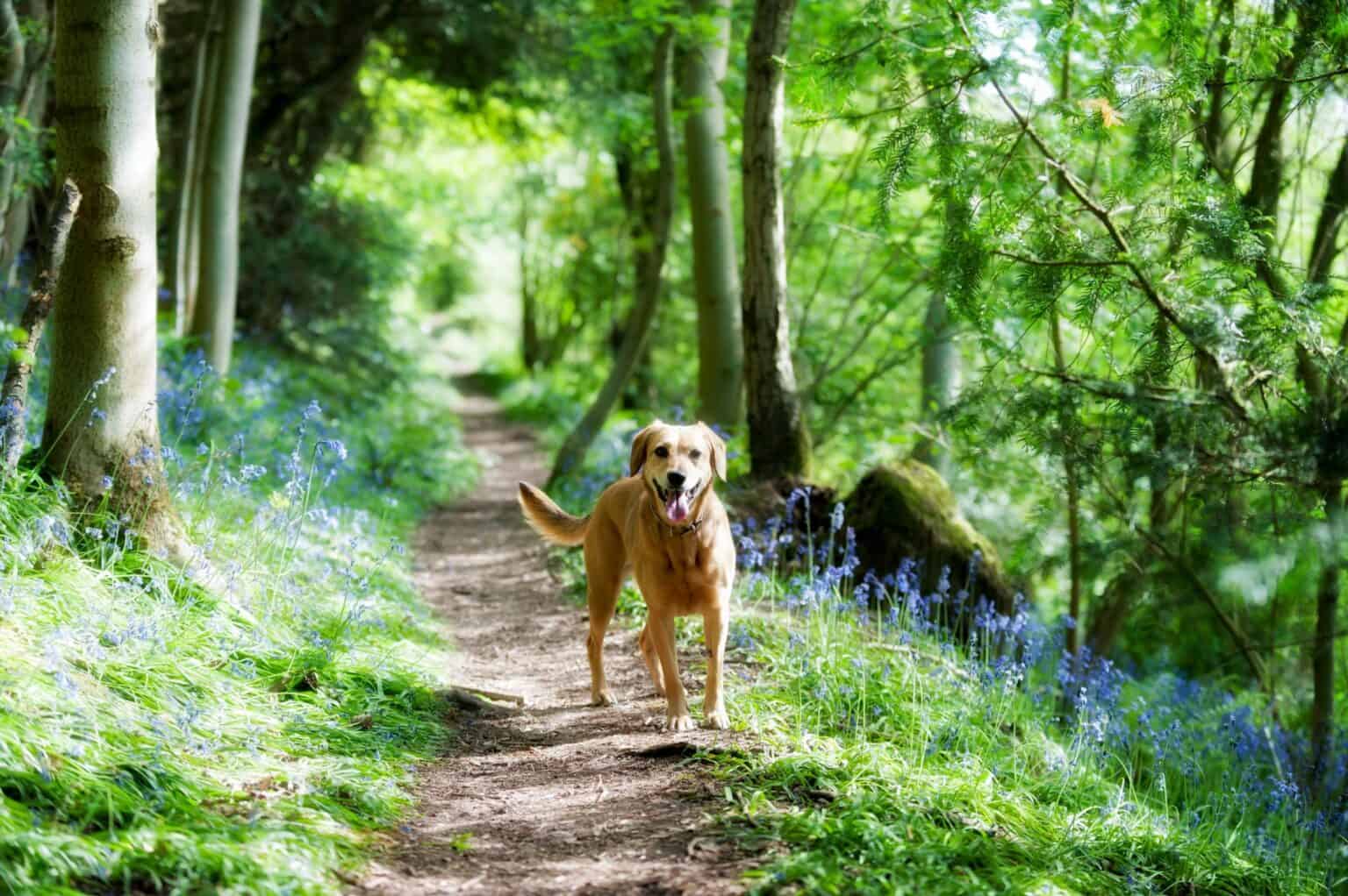 Lyme Disease In Dogs: What Every Owner Should Know