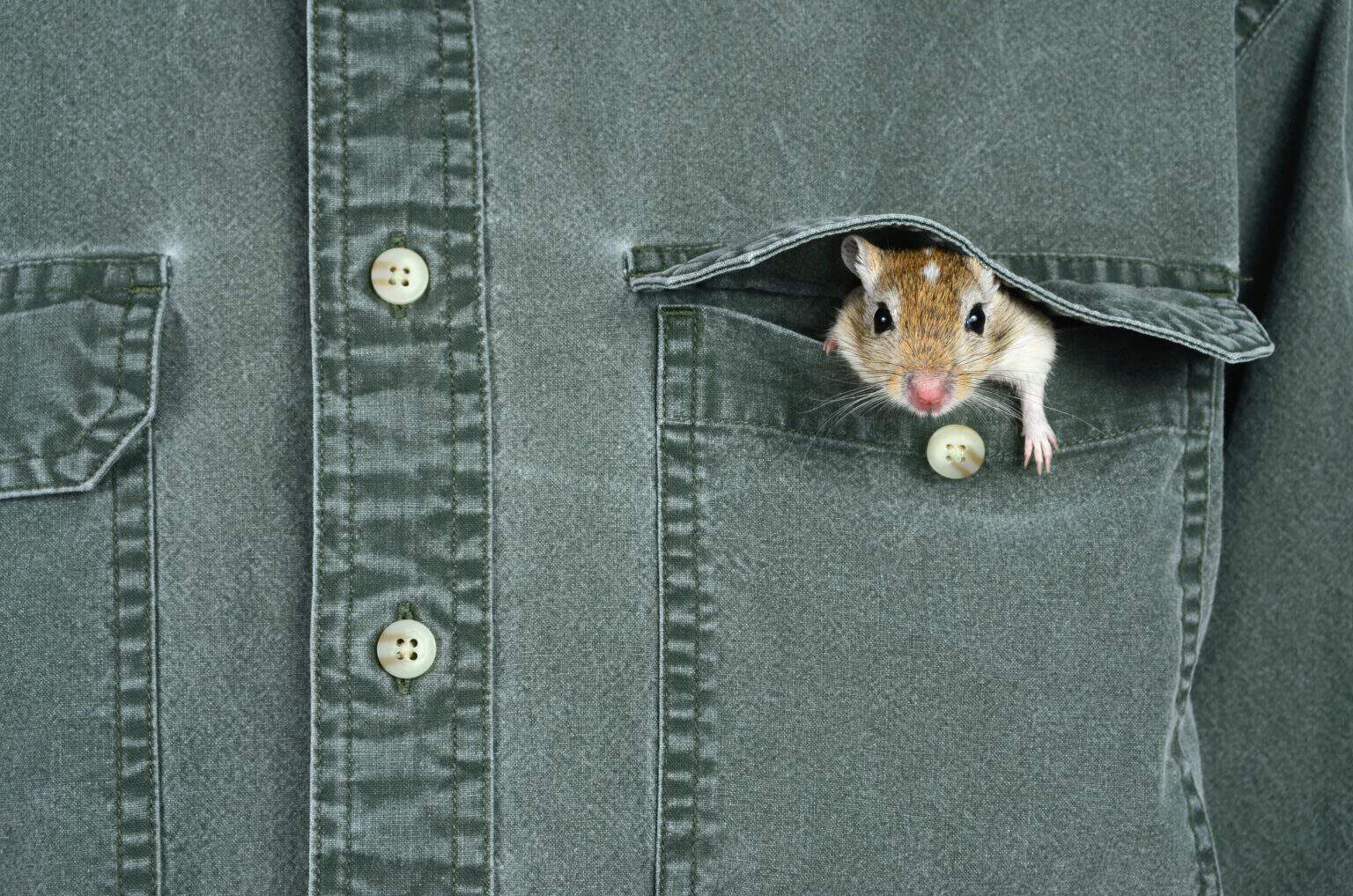 Small Pets: What Are Pocket Pets?