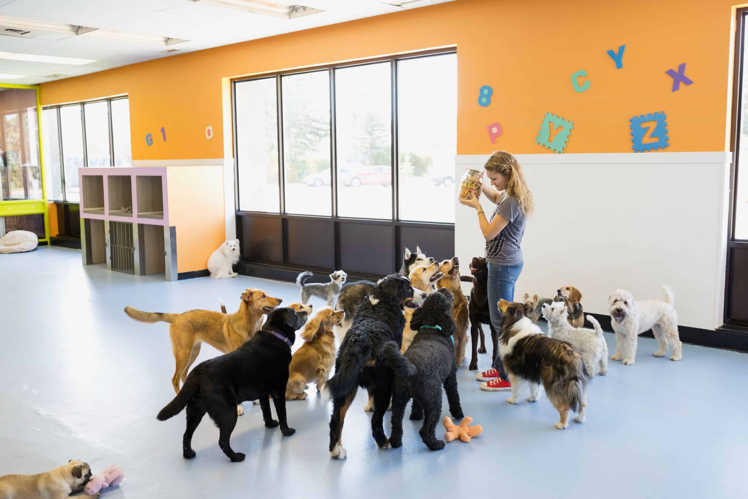 What’s Better: Individual Pet Sitter or Pet Boarding Facility?