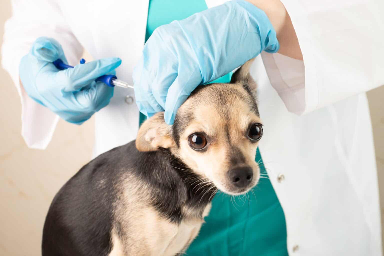 How Does a Pet Microchip Work and Does My Pet Need a Microchip?