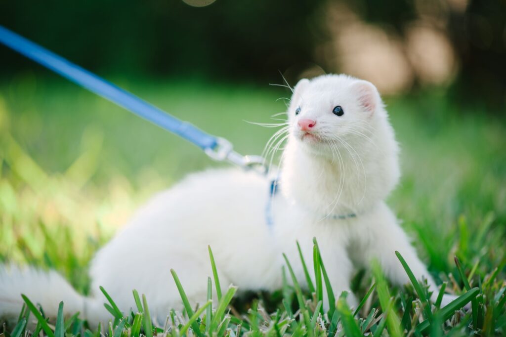 white ferret outside on a leash.