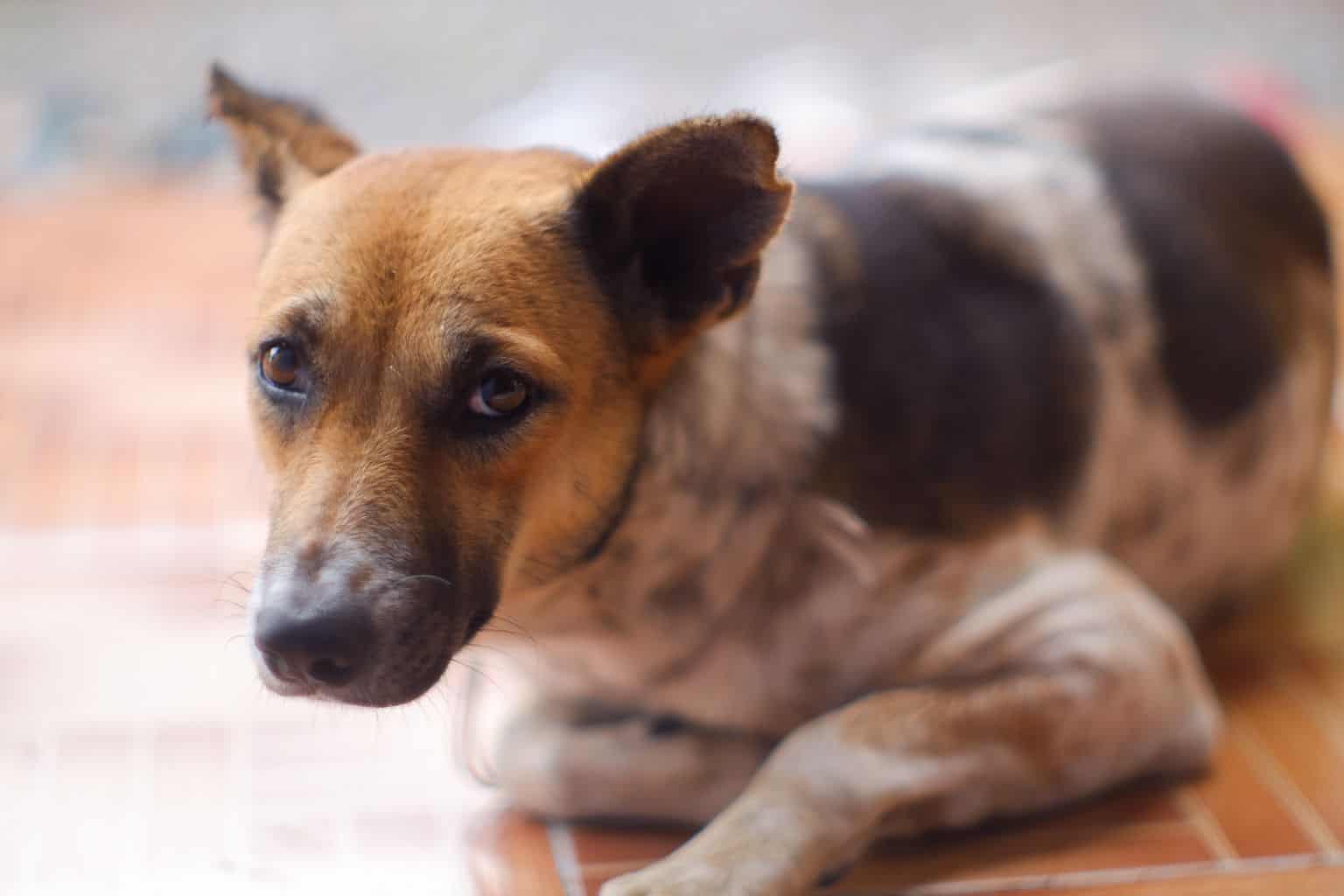 So Your Pet Swallowed a Foreign Object