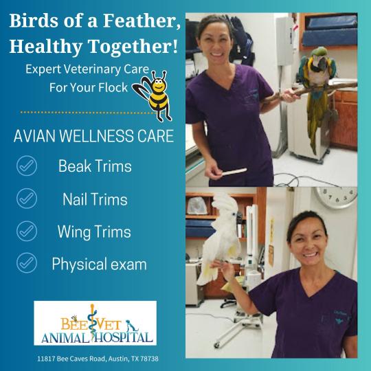 beevet veterinarian dr chow holding pet birds.