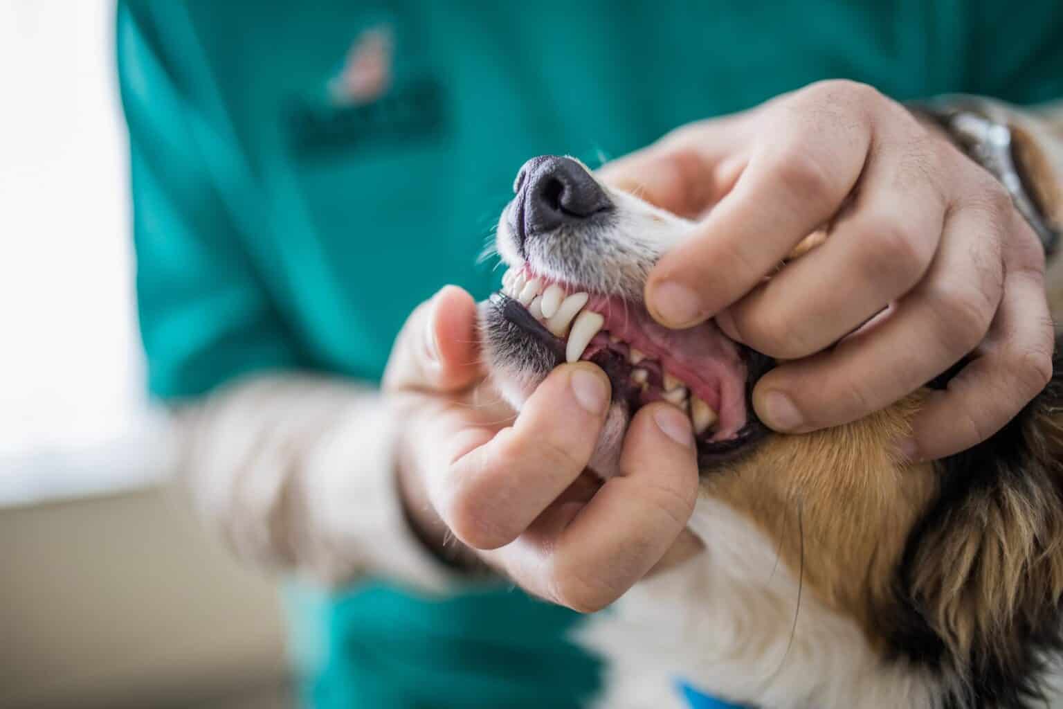 Preventing and Managing Tooth Resorption in Cats and Dogs