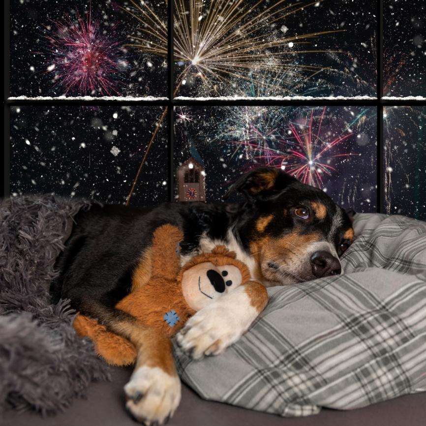 dog avoiding fireworks.