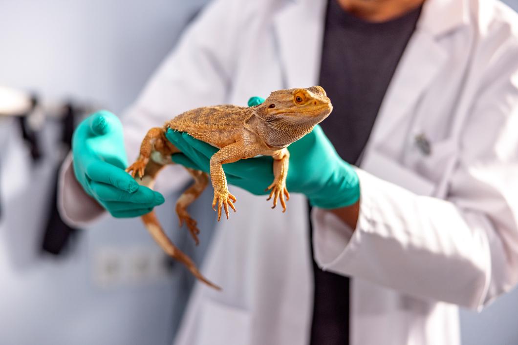 Vaccination Schedules for Exotic Pets