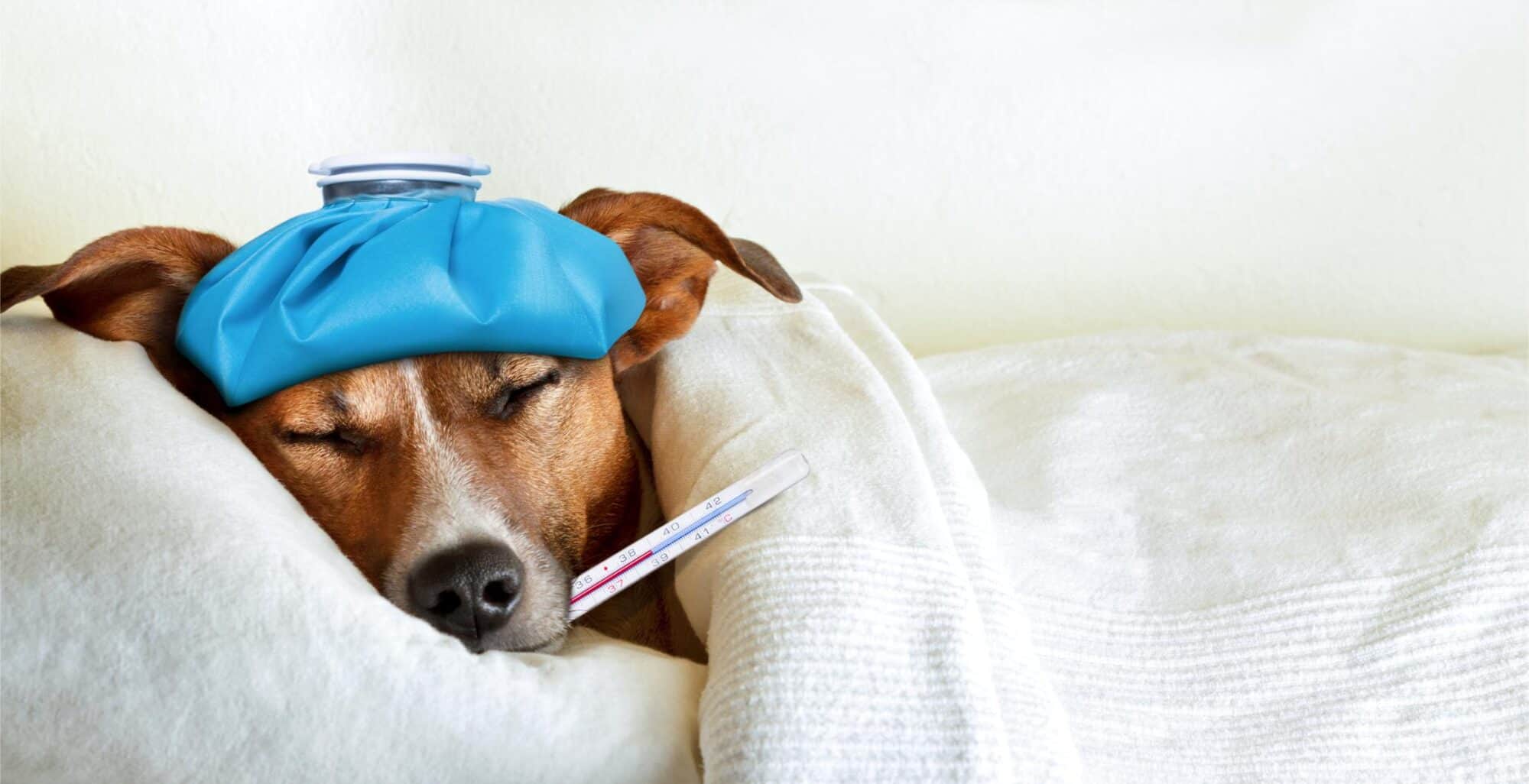 Can Pets Catch a Cold? Understanding Winter Illnesses in Dogs and Cats