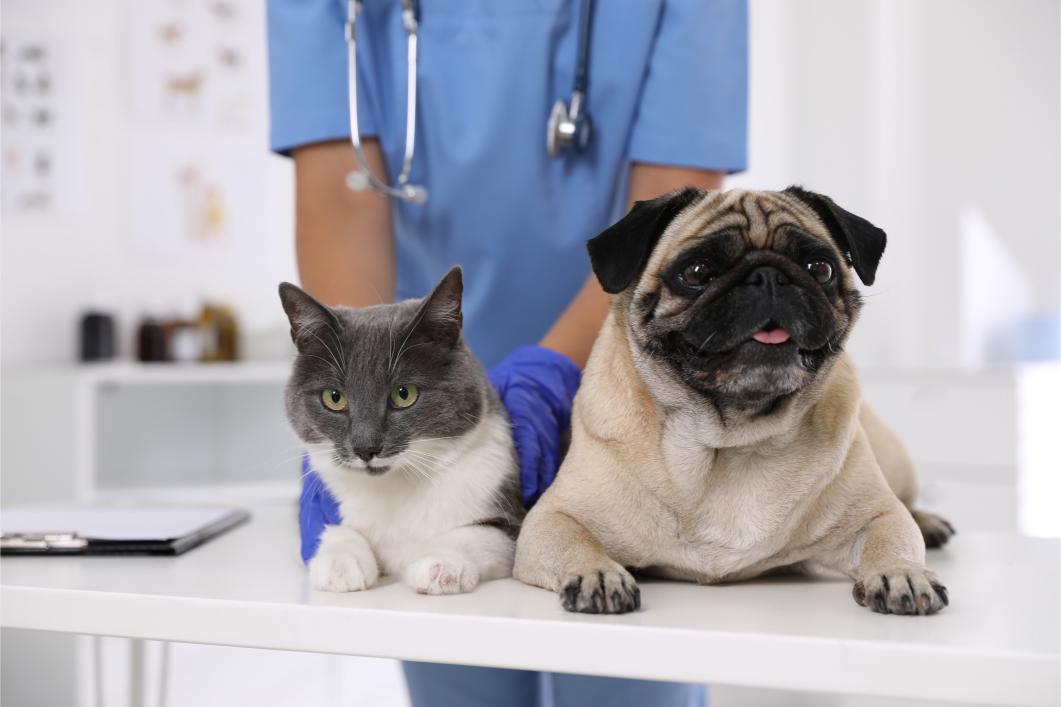 Understanding Pet Insurance: Is It Right for You and Your Pet?