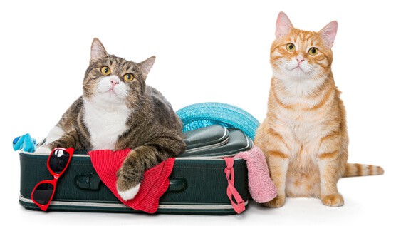 cats ready to travel