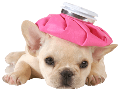 dog with pink water bag