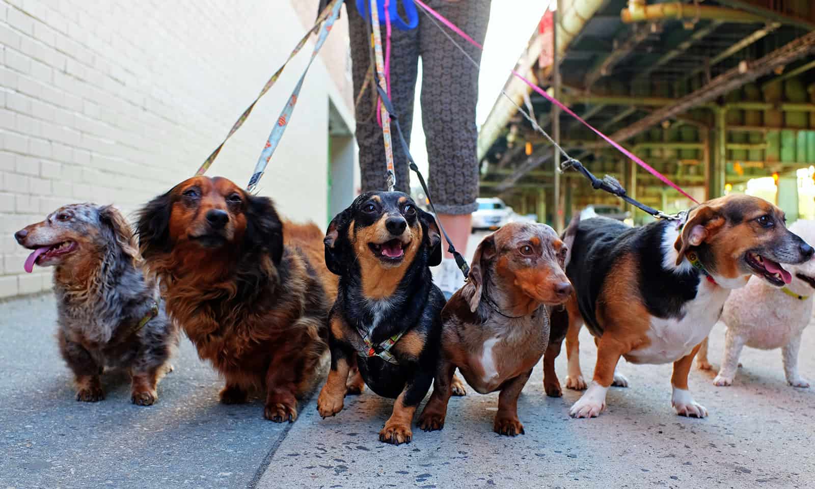 Dogs out for a walk