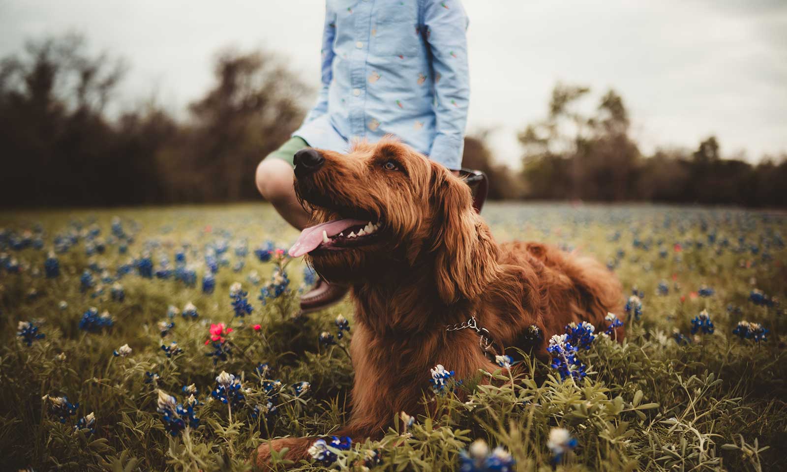 Dog on a walk in a field