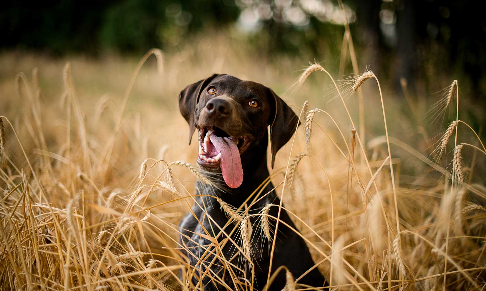 A dog in a field