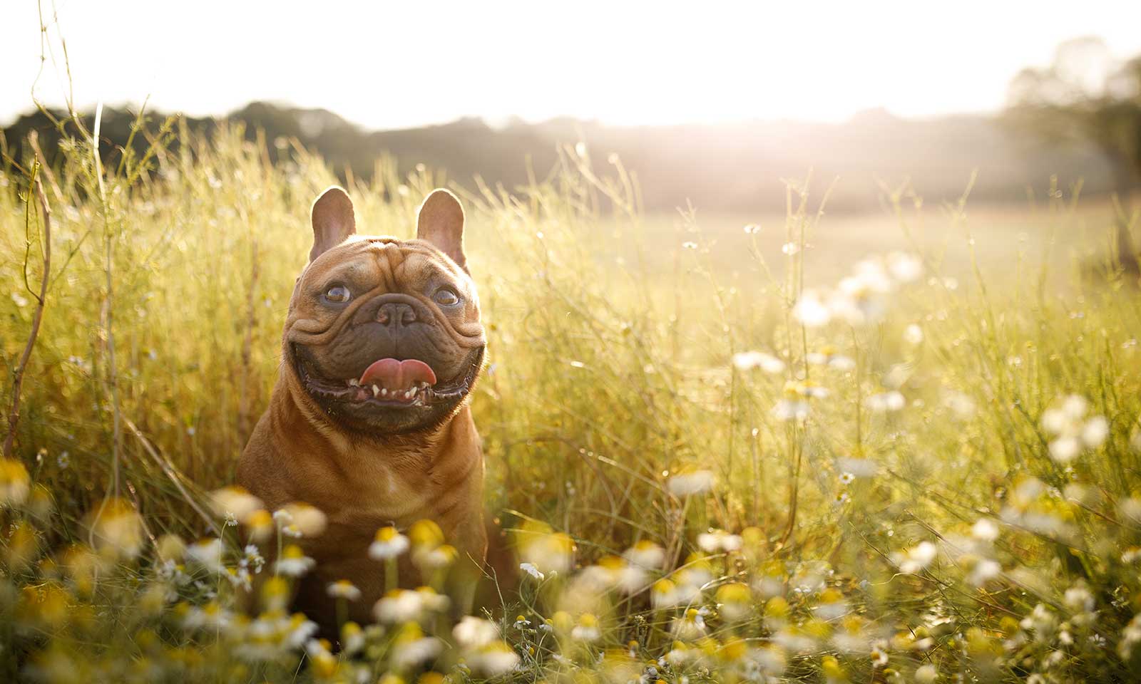 A dog in a field