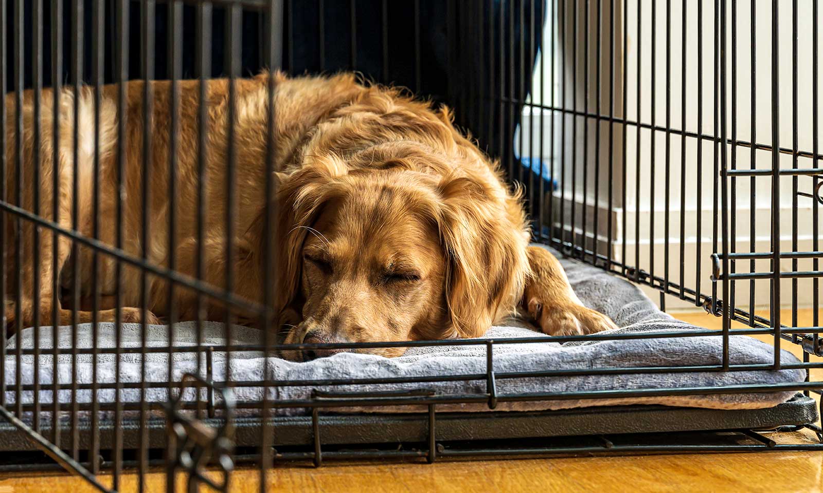 A dog laying in a kennel