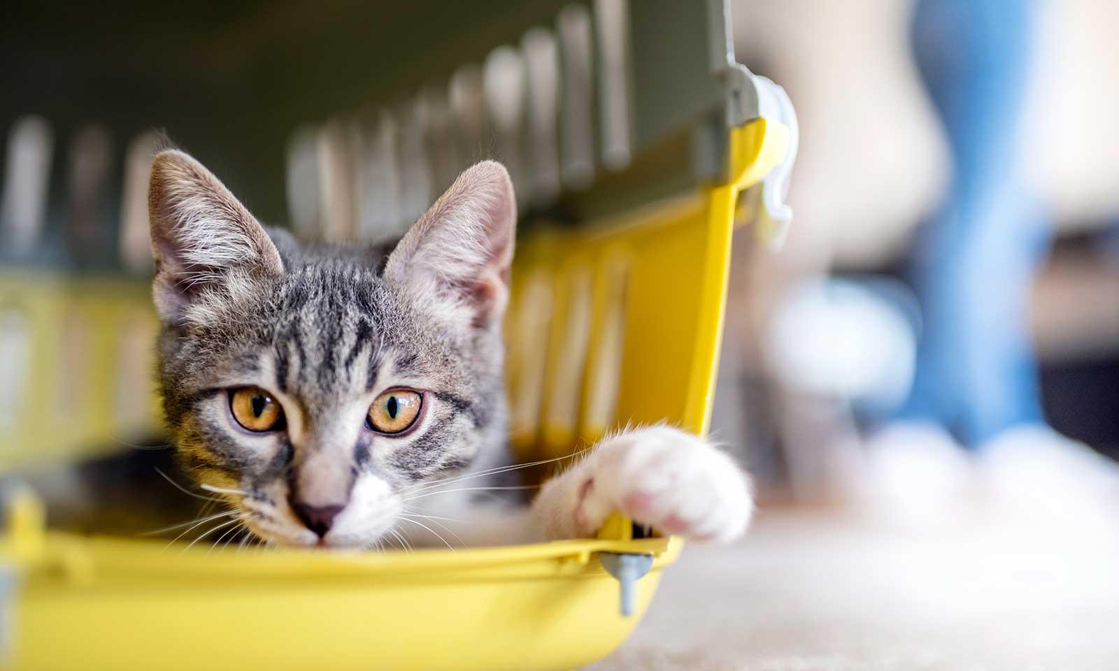 A cat laying in a travel carrier