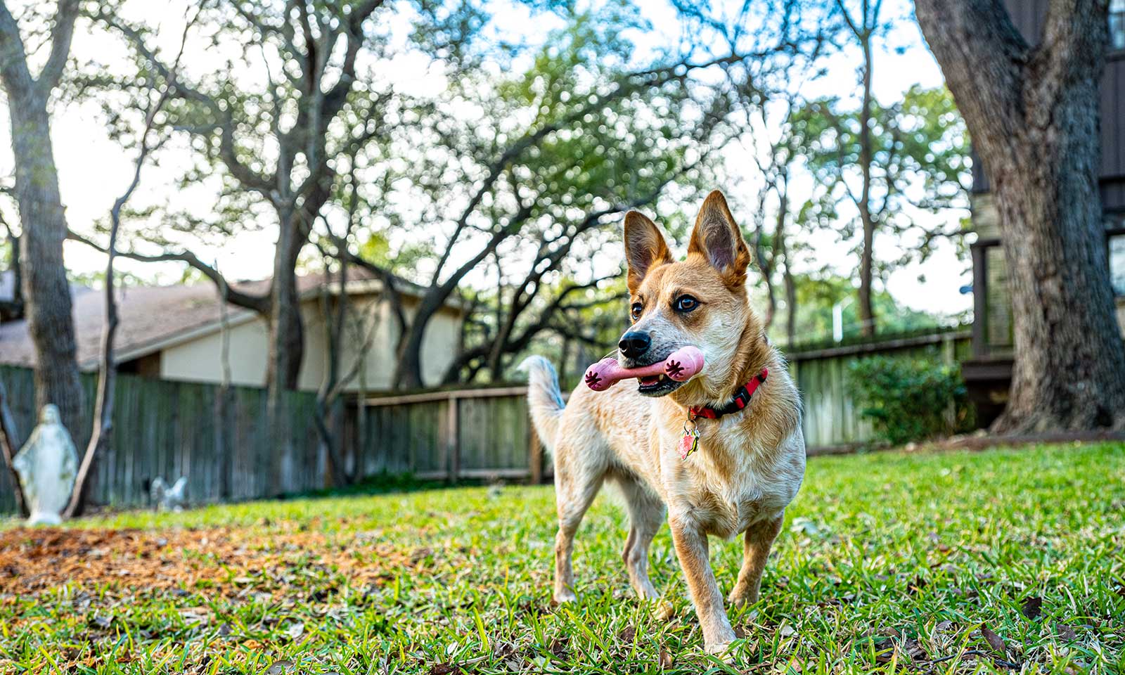 An active dog outside