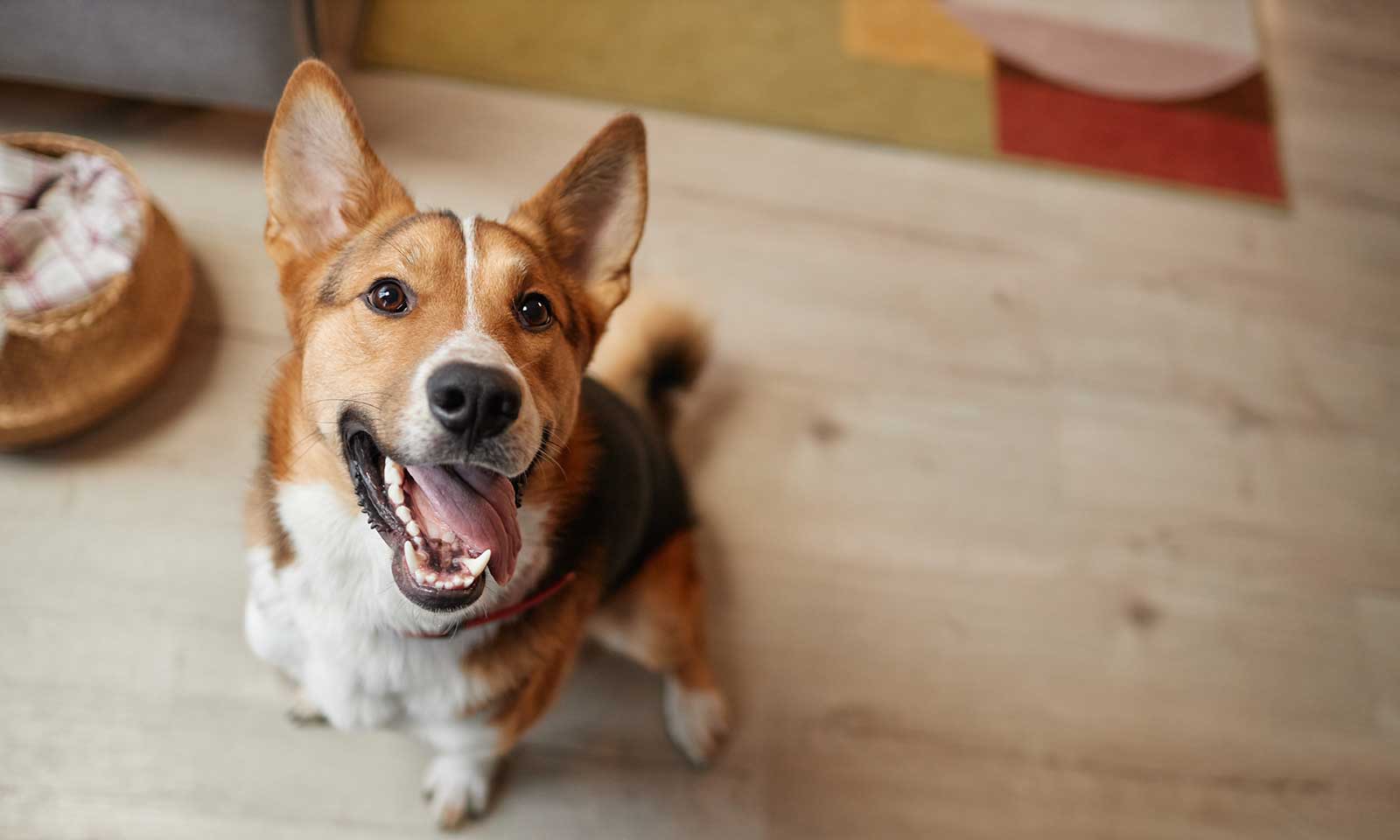 A dog showing off their teeth