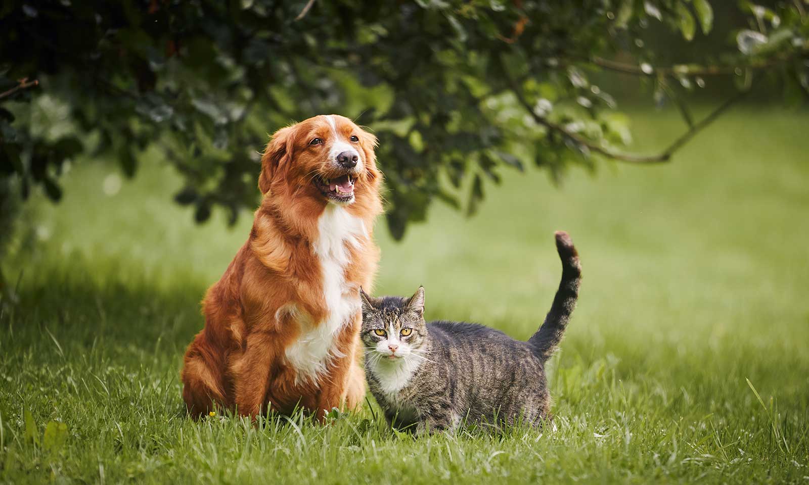 A cat and dog outside