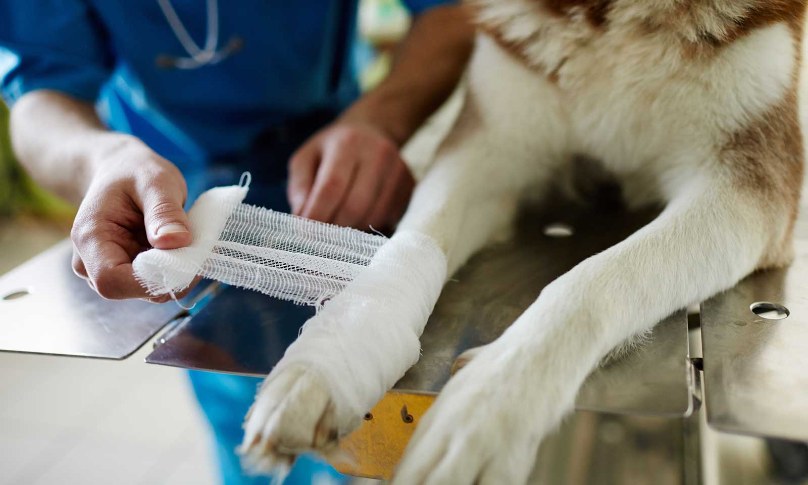 A dog being treated for an injury