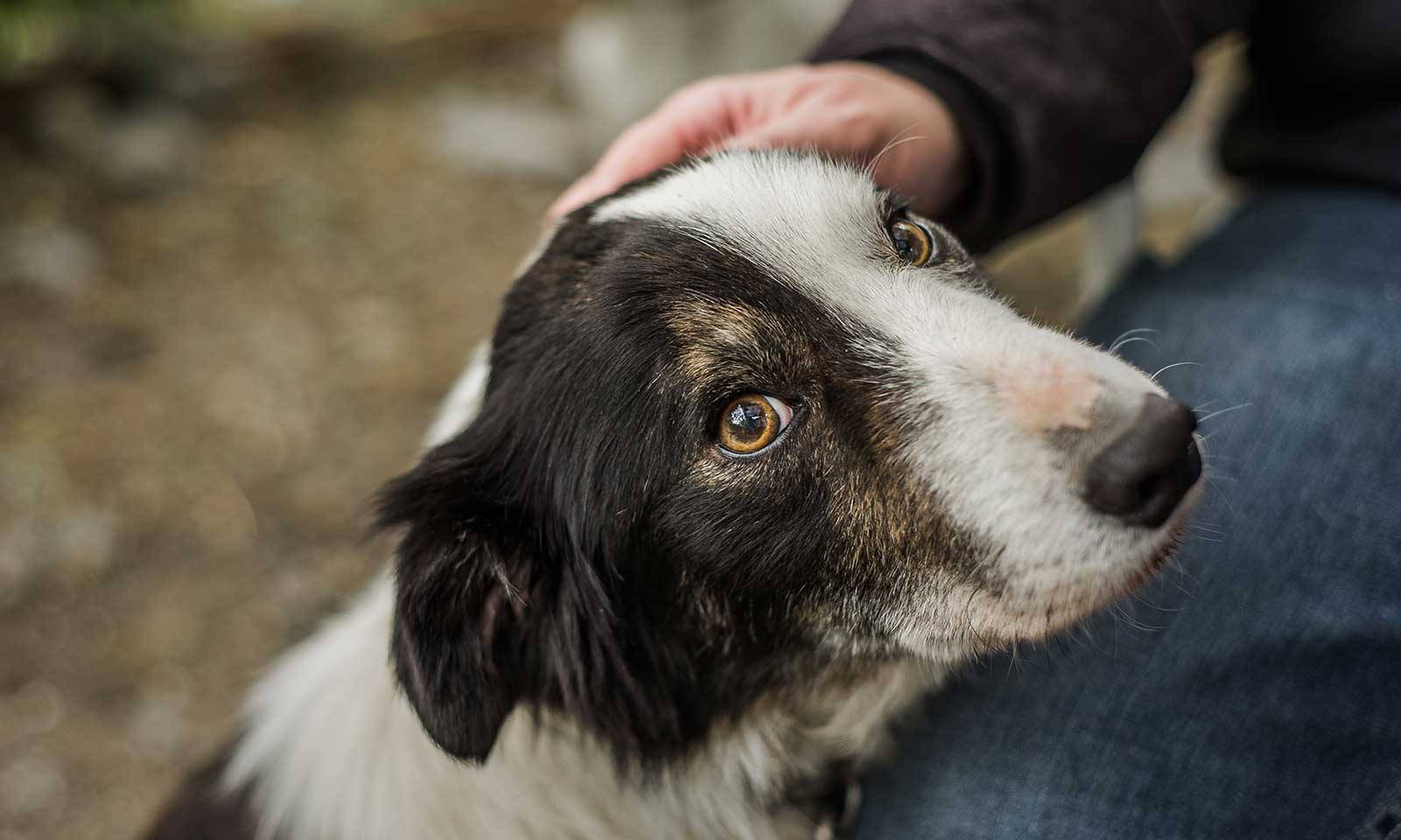 An older dog being petted