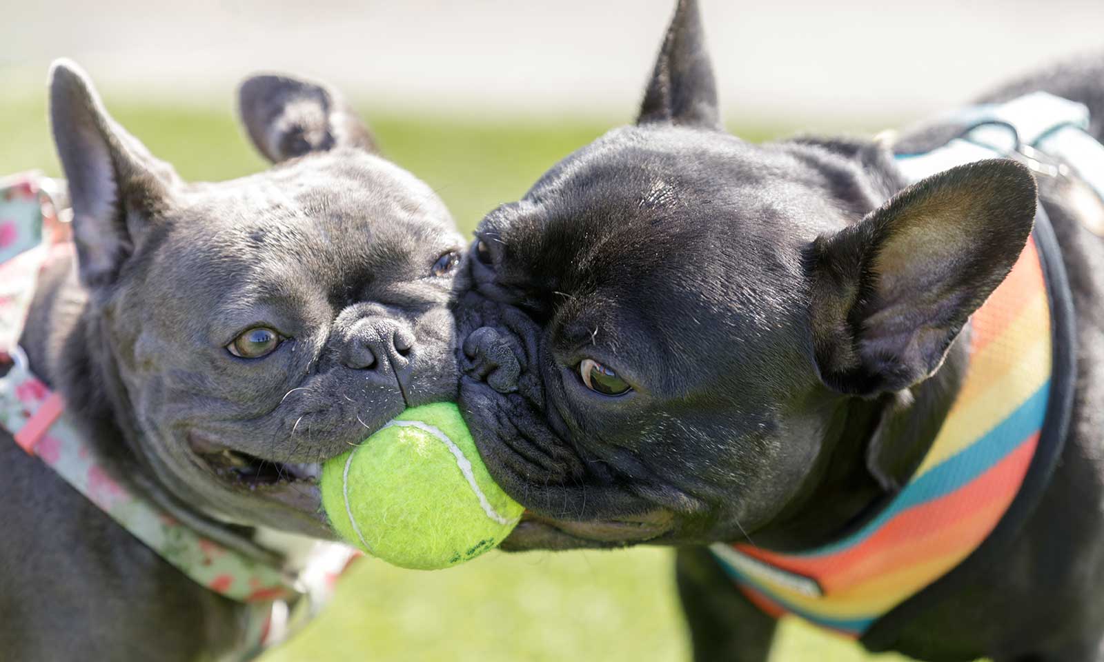 Two frenchies playing with a ball