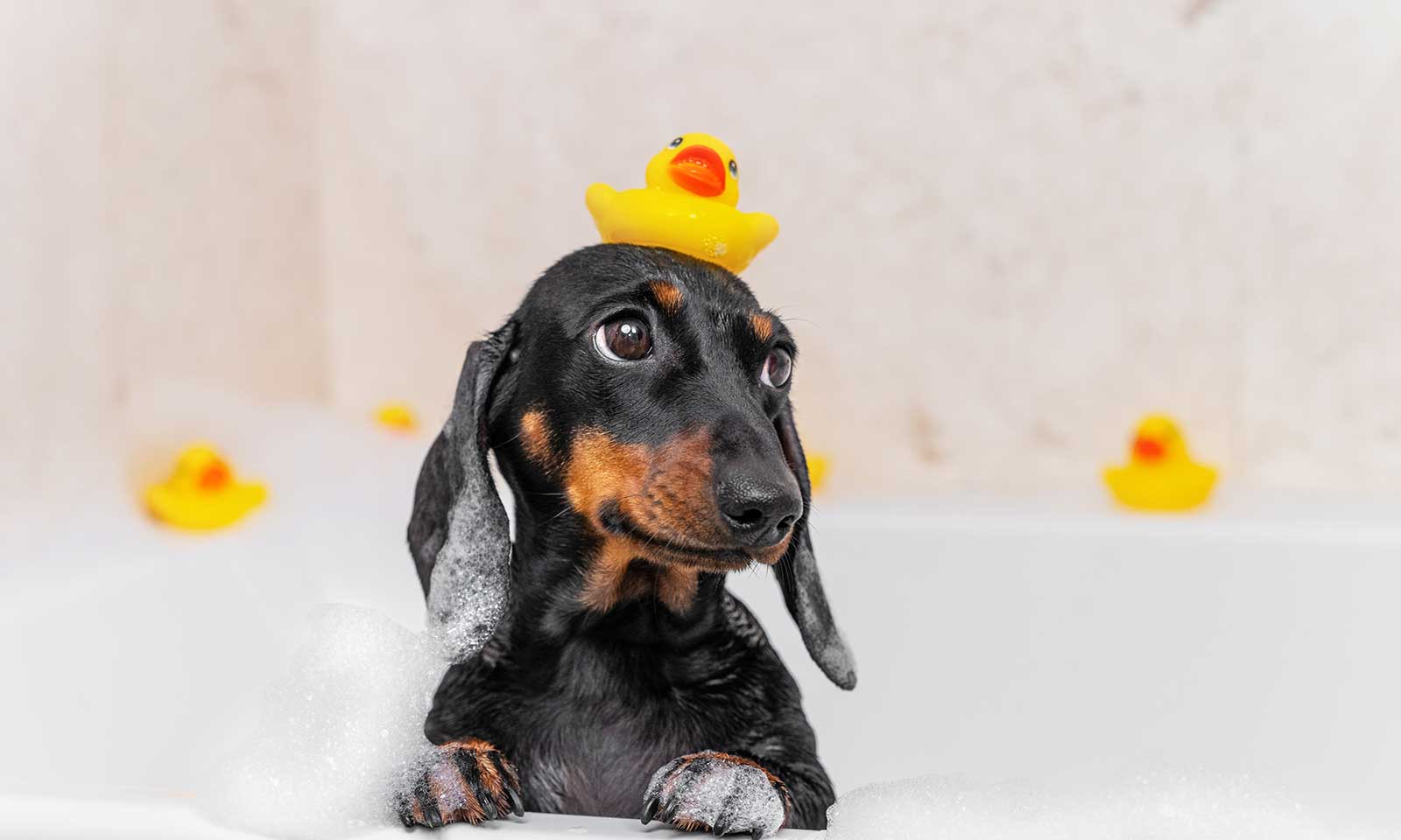 A dog getting a bath