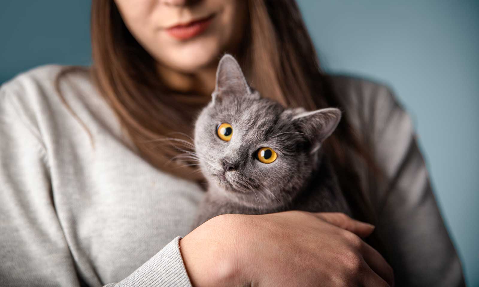 A cat with bright eyes