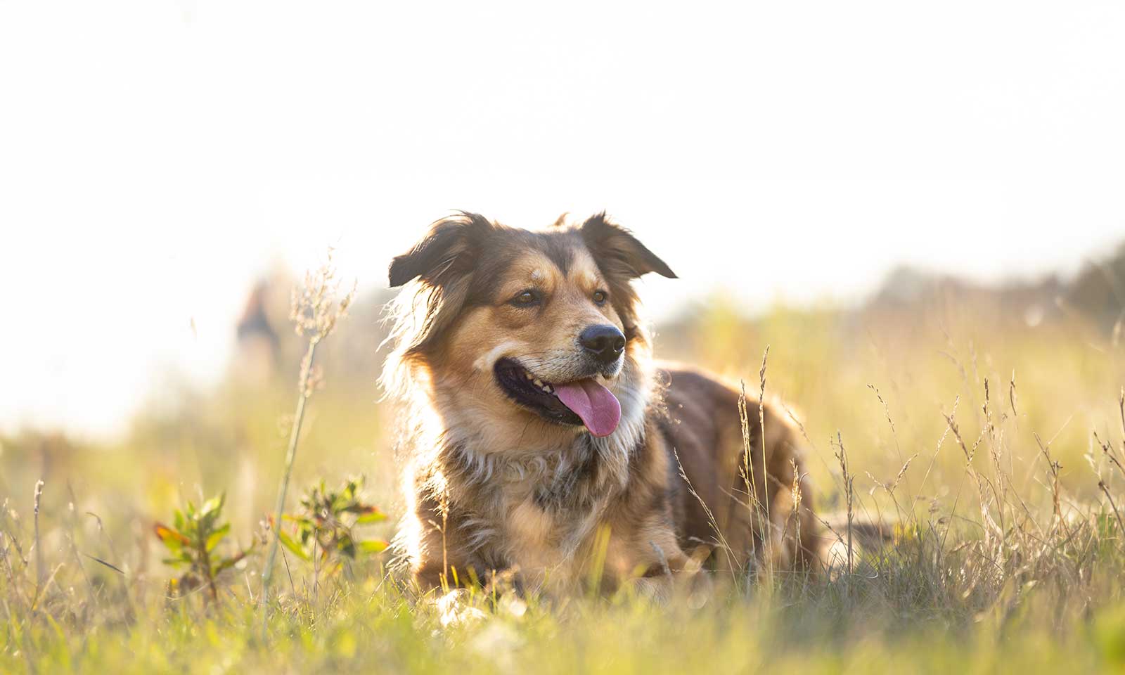 Dog in a field