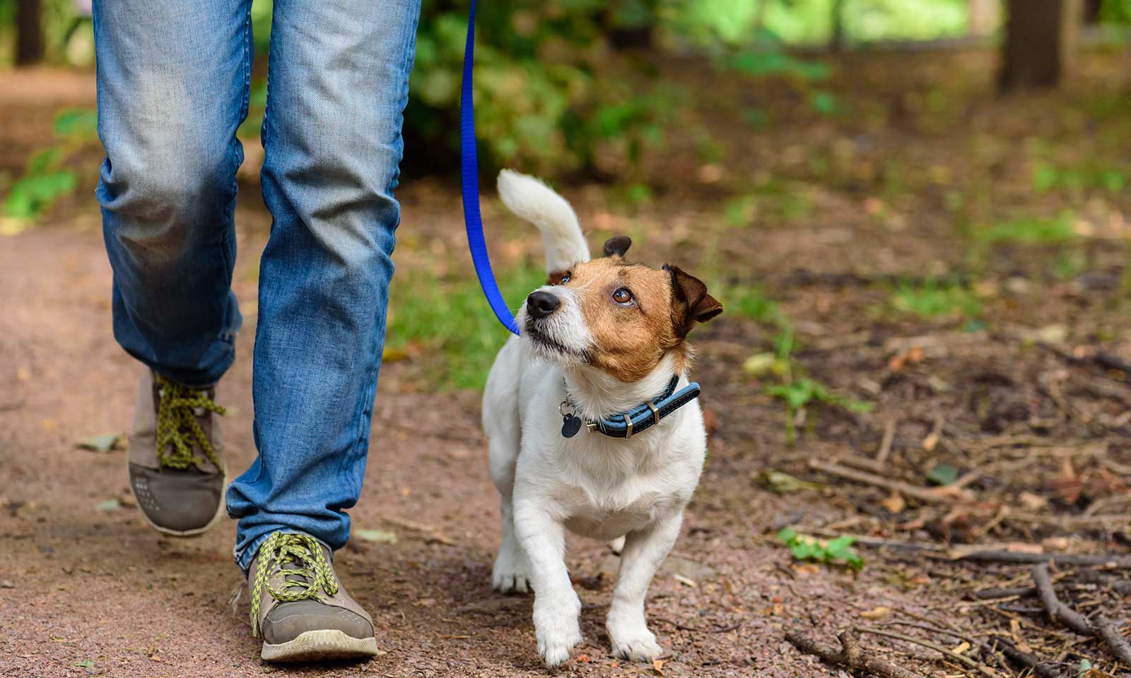 A dog for a walk