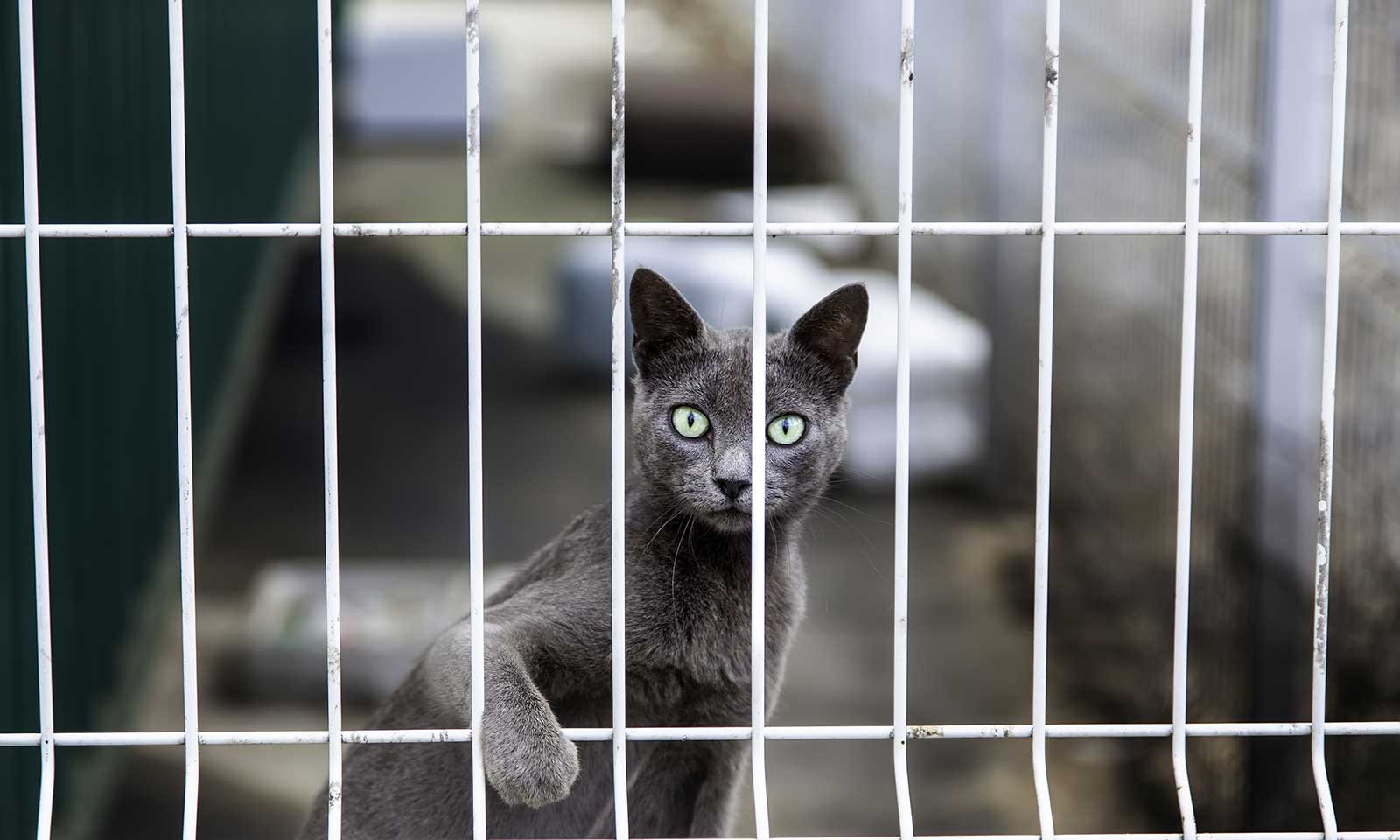 A cat in a quarantine kennel