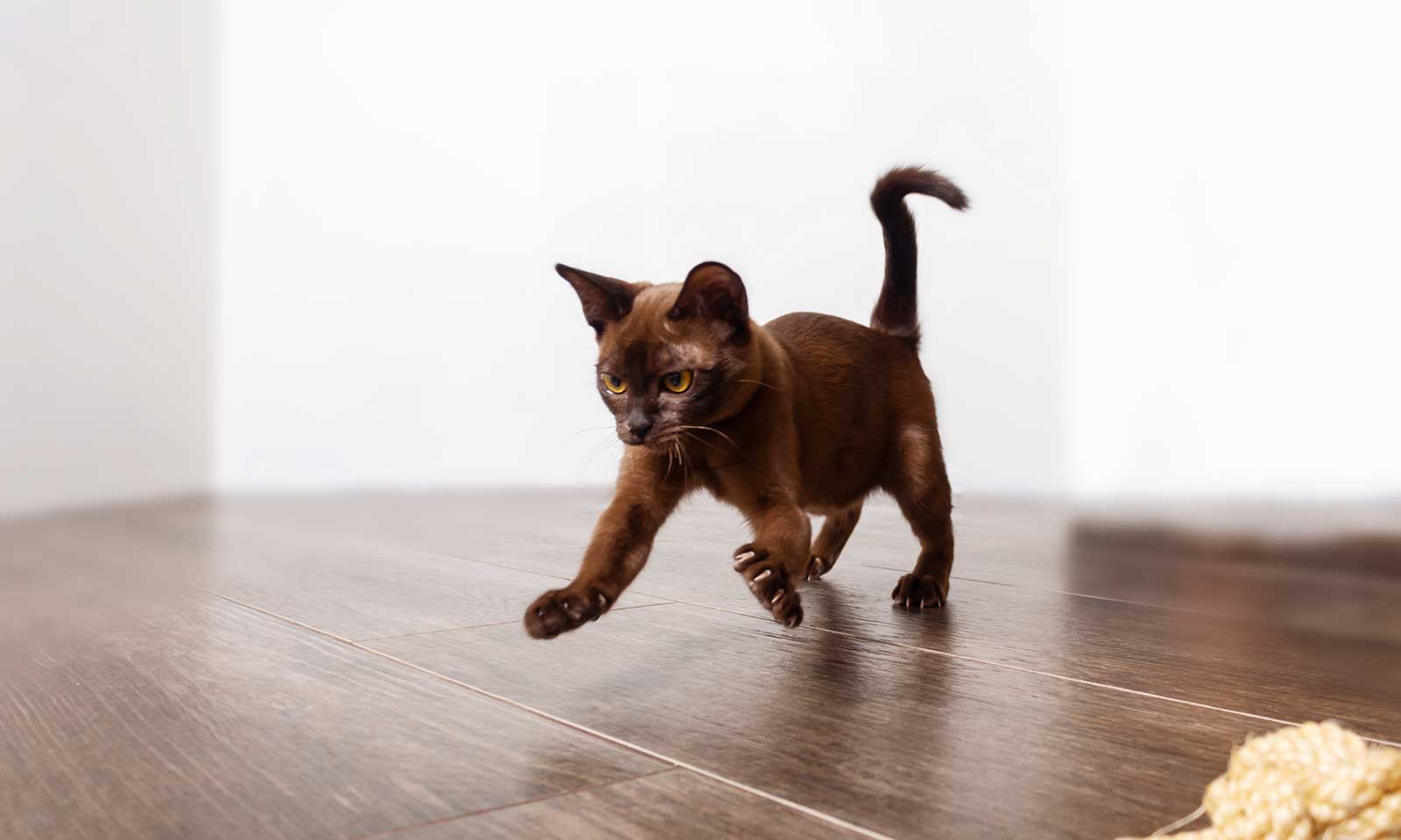 Brown cat playing